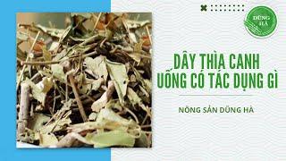 dây thìa canh uống có tác dụng gì