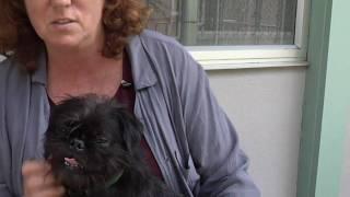 Animal Communication - How it Works
