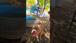 What is Daebag doing right now #americanbully #shorts #youtube #like #fun