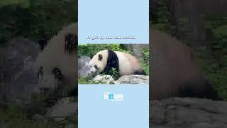 A Big and Cute Panda Looking for Shelters Because of the Rain #panda #rain #sichuan