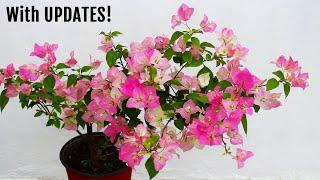 My SECRETS To Get MORE Flowers on Bougainvillea!