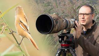 Bird Photography in the Reed Beds - But Do I Get the Bearded Tits? (Canon R6 & Canon EF 500mm F/4)