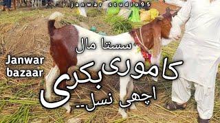 liaquatabad maweshi mandi | kamoori bakri | achi nasal ki bakri