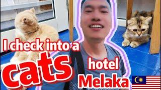  I stay in a CAT hotel in Melaka | cheap special accommodation in Malaysia Malacca