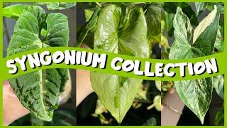 Full SYNGONIUM Collection! | My New FAVE Genus!