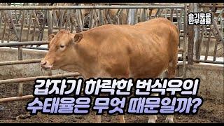 갑자기 떨어지는 한우 번식우 수태율 어떻게 해야할까?