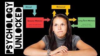 Atkinson & Shiffrin's Multi Store Model of Memory  (AKA: Two-Process Model) | Memory