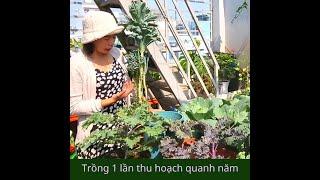 CẢI XOĂN KALE - LỰA CHỌN HÀNG ĐẦU CHO KHU VƯỜN SÀI GÒN NHÀ BẠN (vuonsaigon.vn)