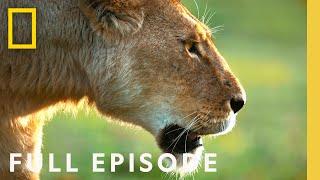 African Queens: Lions vs Hyenas (Full Episode) | Queens | @NatGeo