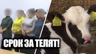 Скрыл падёж скота! Какой срок дали директору? | Коррупция в сельском хозяйстве