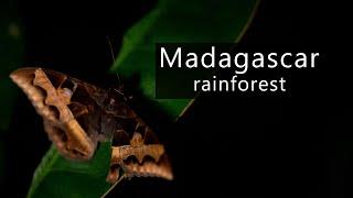 The subtle sound of a primary rainforest in Madagascar