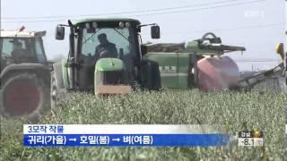 쌀 3모작 시대 열린다...농가 소득 35% 증가