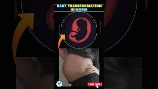 Watch Baby's Journey in the Womb | Belly Transformation | Pregnancy Timelapse #fun #baby #Pregnancy