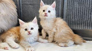 So Much Fun with Maine Coon Kittens!