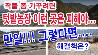 작물 좀 가꾸려면 텃밭농장 이런 곳은 피해야 -만일 그렇다면 해결책은? (텃밭농장 조건, 텃밭농장 조건, 일조량이 적은 곳 작물, 내음성 작물,  과수 일조량,작물별 일조량 등)