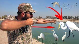 Slingshot Egret And Dove Hunting !