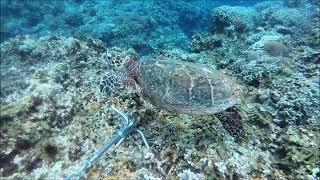 #DIVE  HOLIC  #다이브홀릭 #스쿠버다이빙 #다이빙투어 #일본 #오키나와 다이빙 나하 #거북이 영상 #수중세계 #수중촬영