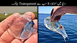 8 Most Transparent And Invisible Animals In The World Urdu | دنیا کے سب سے انوکھے جانور | Haider Tv