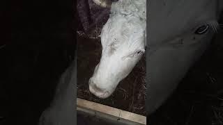 Сенаж или силос в мини рулонах пресс подборщика 0850 , в обычной стрейч пленке . Распаковка .