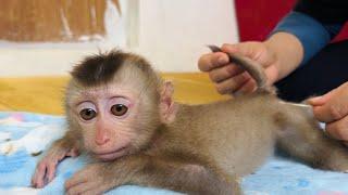 Baby monkey Tina feels comfortable when her mother applies medicine and massages her.