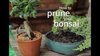 Bonsai Basics: How to Prune Your Bonsai