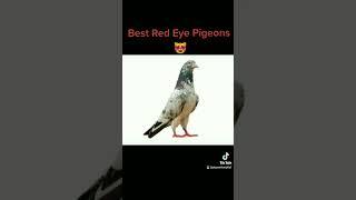 Red eye Pigeons