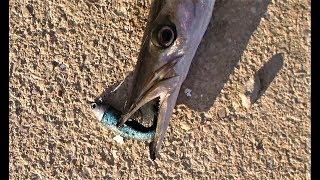 Σιλικόνη STORM ULTRA SHAD στο Shore Jigging!