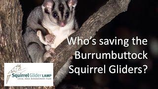 Who’s saving the Burrumbuttock Squirrel Gliders?