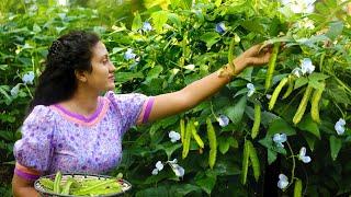 From the home garden to lunch table|Winged bean special |Poorna - The nature girl|