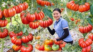 Harvesting Giant Tomato Tropical Go To The Market Sell, Tomato Salad Recipe |Harvesting Farm Produce