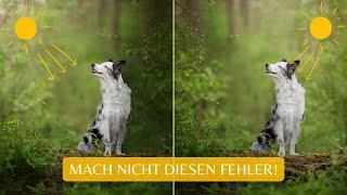 SO formst du LICHT IN DER BILDBEARBEITUNG richtig! | Vermeide diese Fehler | Hundefotografie Tipp