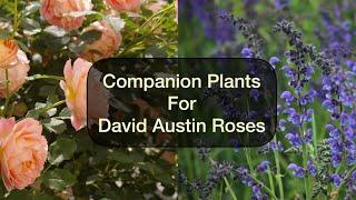 Companion Plants for David Austin Roses