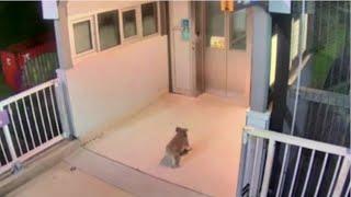 WATCH: Adorable koala's train station adventure thwarted by police