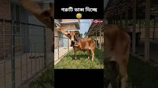 how possible cow dancing #sorts #sortvideo #viralshort #cow #dance #foryou #ai #edit #funny