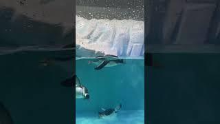 #dubaiaquarium #dubaimallaquarium #aquarium #penguin #dubaimall #uae #dubaiaquariumandunderwaterzoo