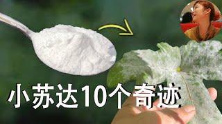 小苏打10大妙用，把厨房里的小苏打撒到菜地里，发生了10个惊人的奇迹。