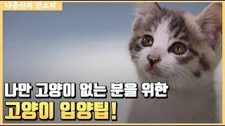 냥신이 너무 경험한 고양이 입양이야기 feat.입양 팁 및 추천 방법