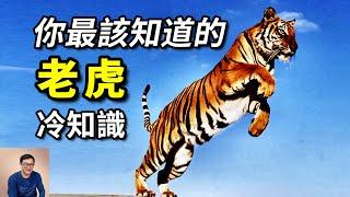 白虎背後的真相，老虎為何又叫「大蟲」？對戰獅子誰更強？「一山不容二虎」說的是什麼？【老肉雜談】#動物 #野生動物 #老虎 #tiger #虎