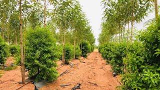 RESORT SANDALWOOD FARM  PLOTS FOR SALE