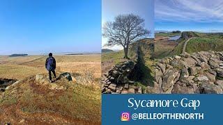 Exploring Sycamore Gap | Robin Hoods Tree | 4 mile circular walk from Steel Riggs in Northumberland