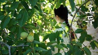 Harvest the walnuts🪹 | Walnut rice cake | Bongsu-tang that the king enjoyed 🫖