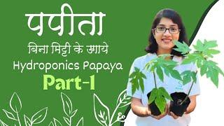 Papaya in Hydroponics | बिना मिट्टी के उगाये पपीता | JS Hydroponics