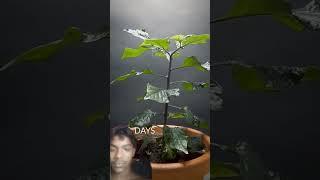 ঝাল গাছ #garden #pepperspray #gardening #pepper #vegetables #tomato #lordoftherings #movie #lotr 