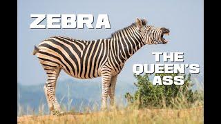 10 Zebra Facts - The Queen's Ass - Animal a Day