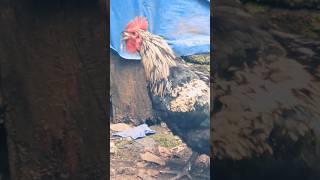 chickens eating chicken # integrated framing # chicken farm