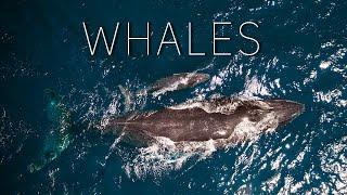 The Whales of Samana DOMINICAN REPUBLIC  - Chapter 1 - 