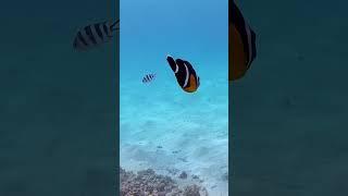 Mauritian Clownfish in Crystal Clear Waters!  #marinelife #mauritius