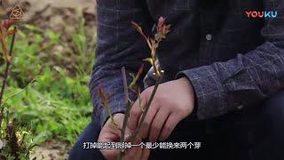 早春多做这一步，可以让月季翻倍开花【天狼说月季】