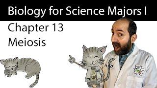 Chapter 13 - Meiosis