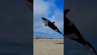 The Orca #shorts #2022 #travel